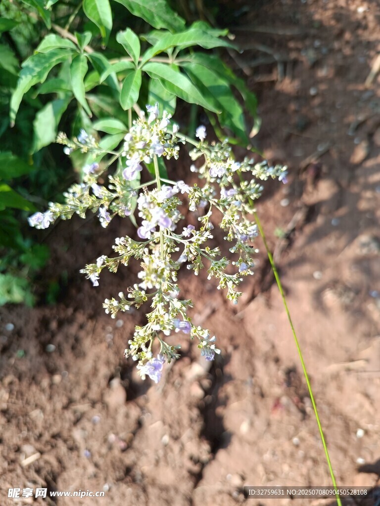 生长在泥土中的紫色小花