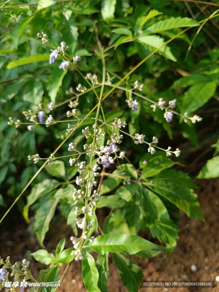 绿叶间的白色小花