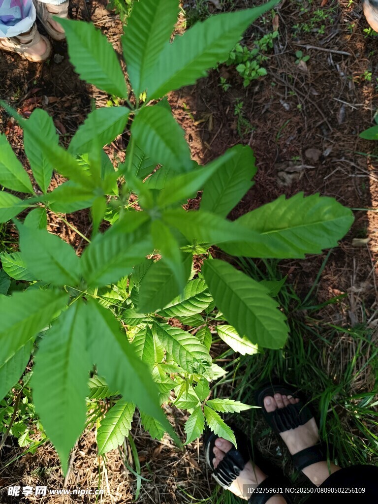 绿叶植物特写