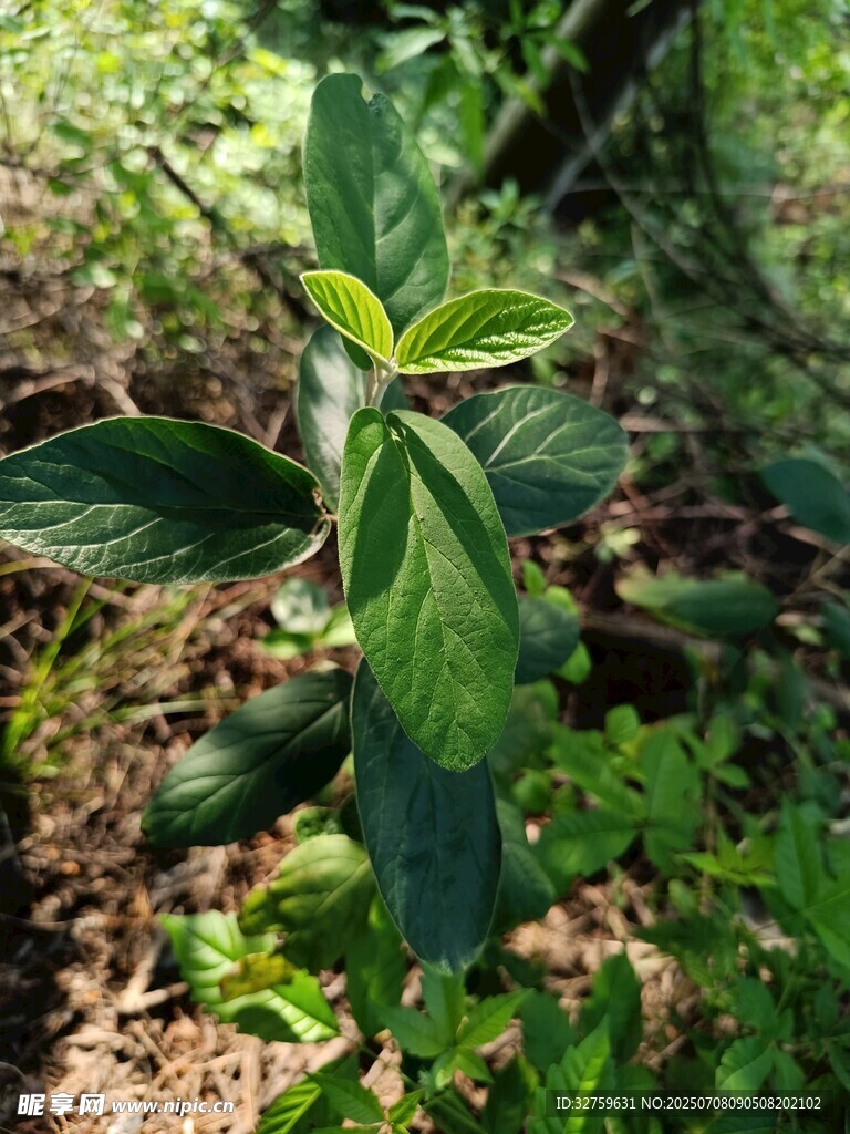 绿叶植物于自然环境中