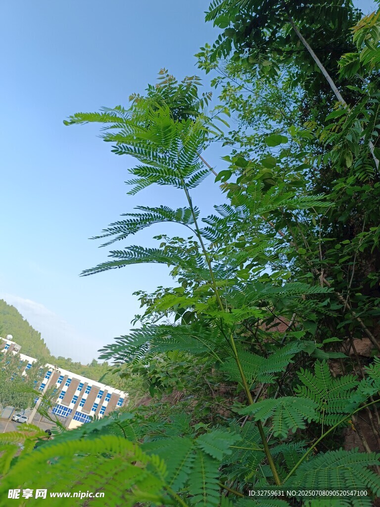 绿意盎然的户外植物景观