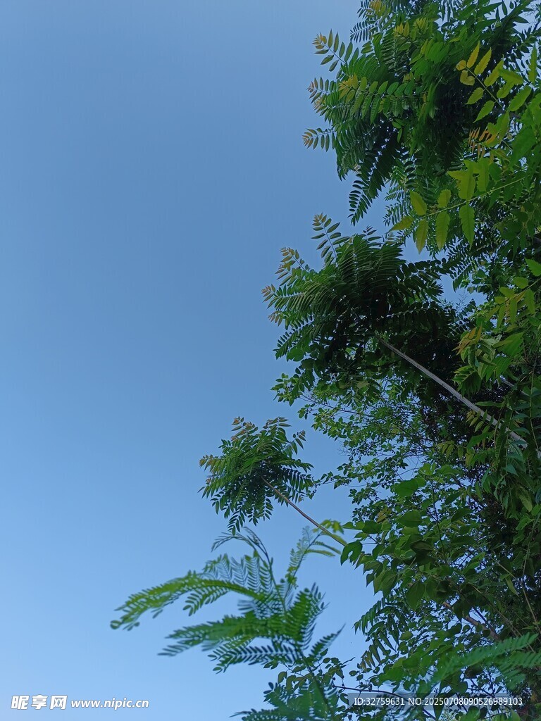 蓝天映衬下的葱郁树木