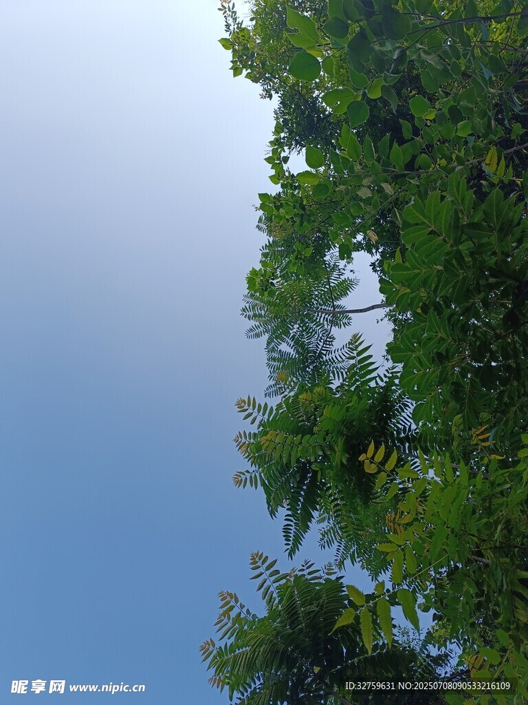 仰视蓝天绿树美景