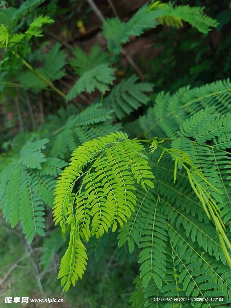 翠绿蕨类植物特写