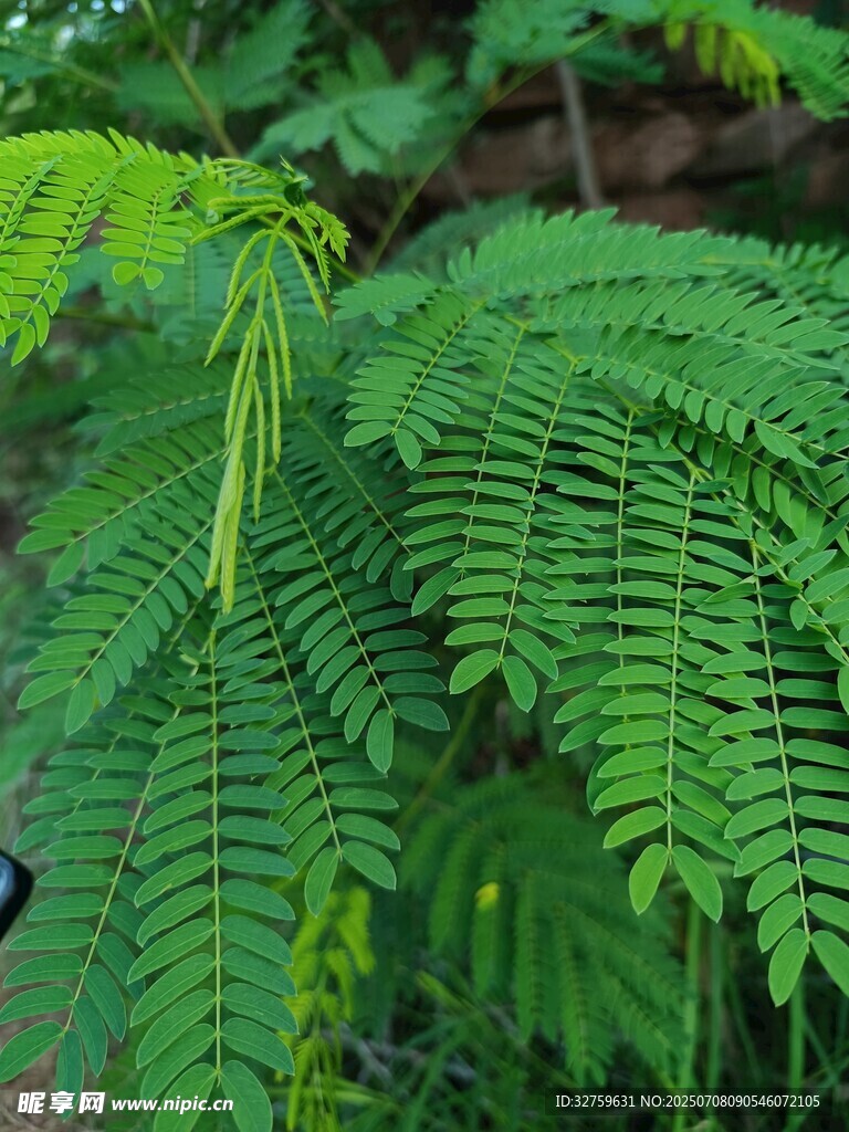 翠绿羽状叶片的植物