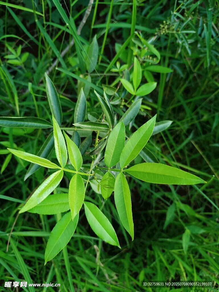 翠绿竹叶于草丛中生长