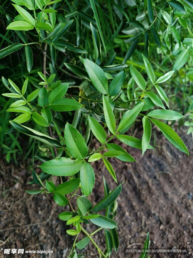 嫩绿植物生长于泥土间