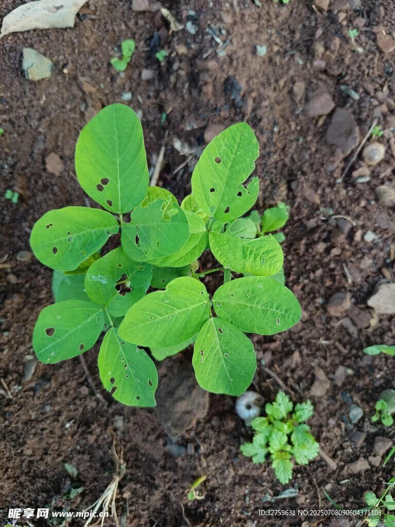 嫩绿幼苗破土而出