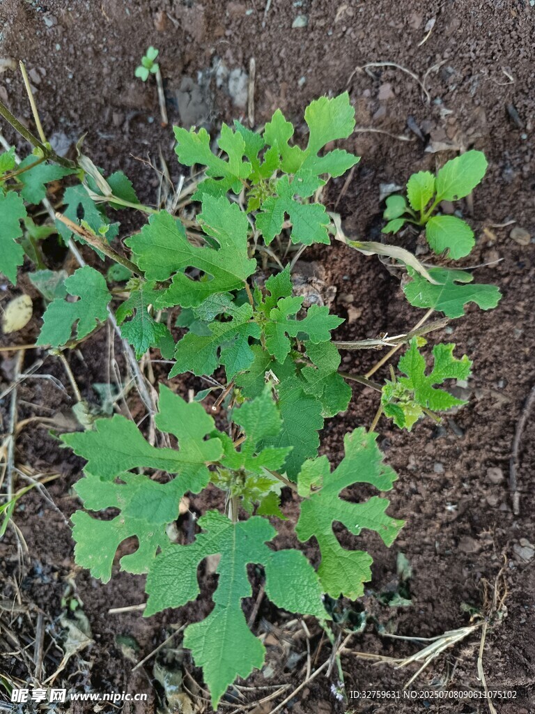 嫩绿植物生长于泥土中