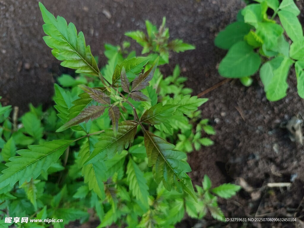 嫩绿植物生长于泥土中
