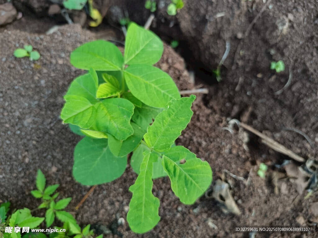 嫩绿幼苗破土而出