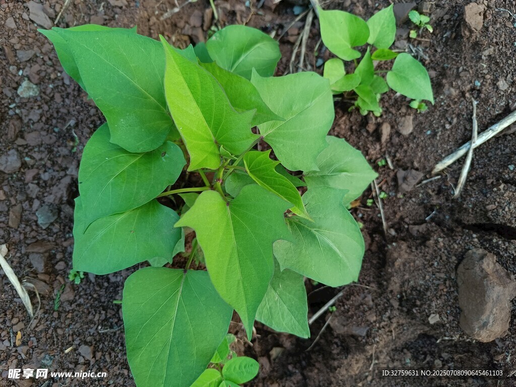 绿叶植物扎根于泥土中