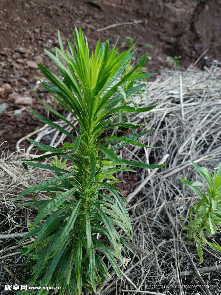野外挺立的绿色植物