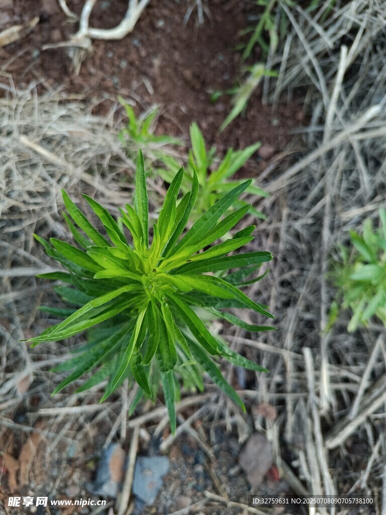俯视视角下的翠绿多肉植物