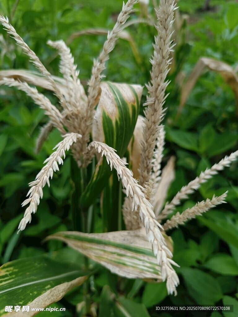 白色穗状植物特写