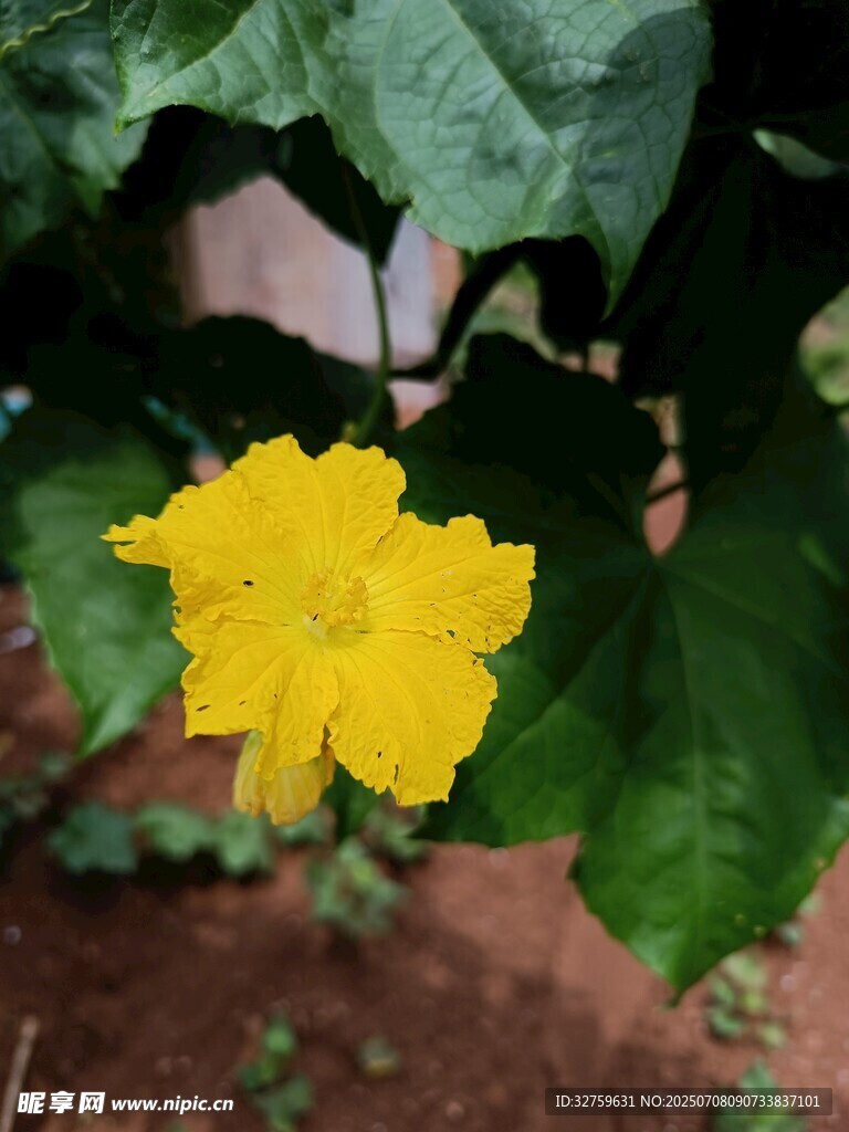 黄色绽放的美丽南瓜花