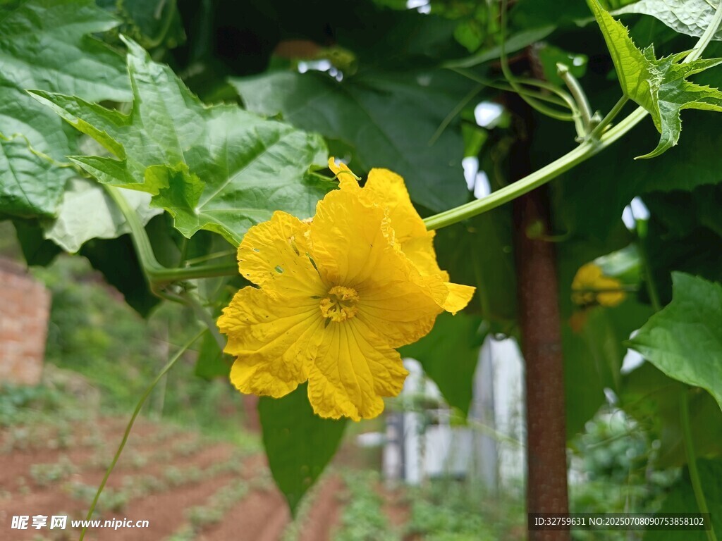 藤蔓上的明艳黄色南瓜花