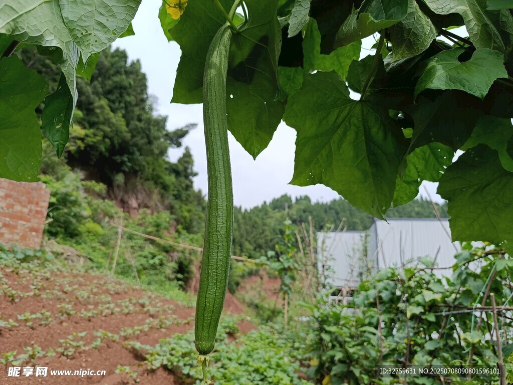 田间生长的翠绿丝瓜植株