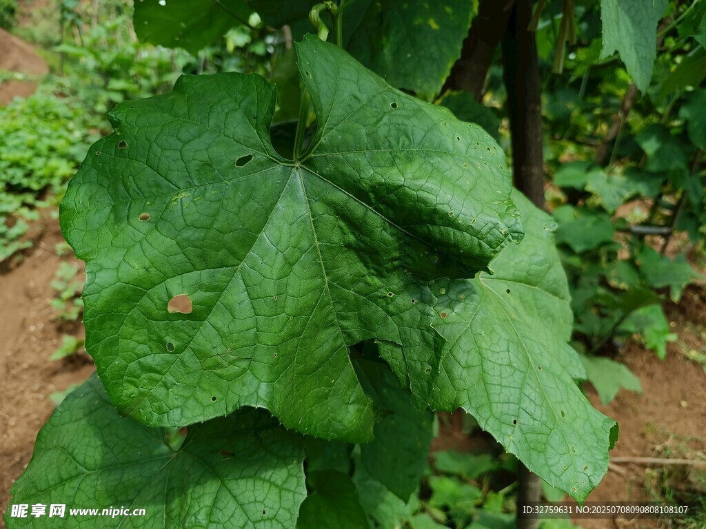 大叶片的绿色植物