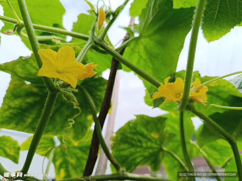 黄瓜藤上的黄色小花