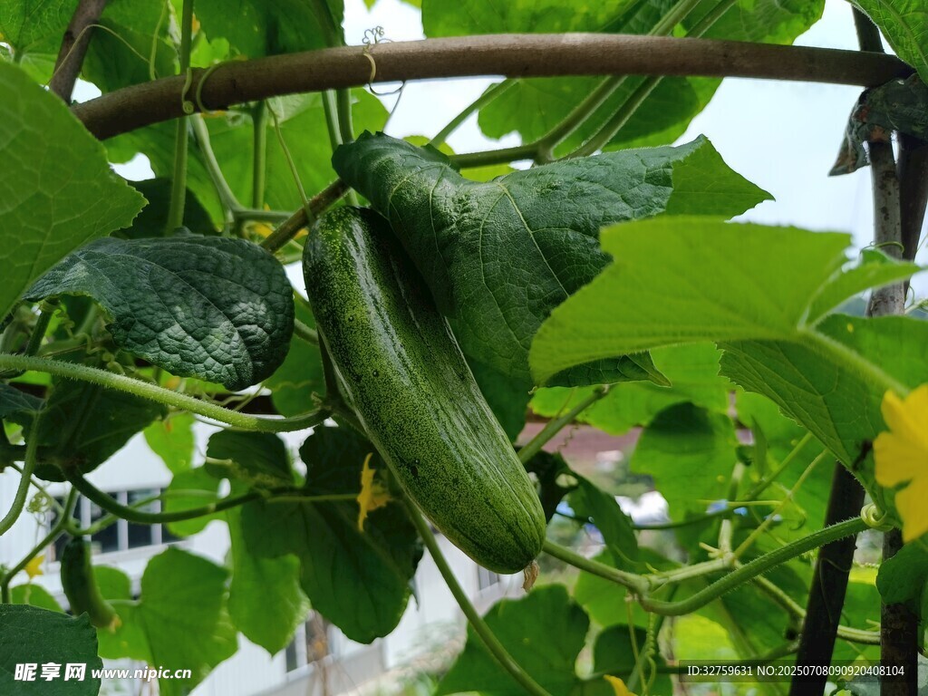 藤蔓上的鲜嫩黄瓜