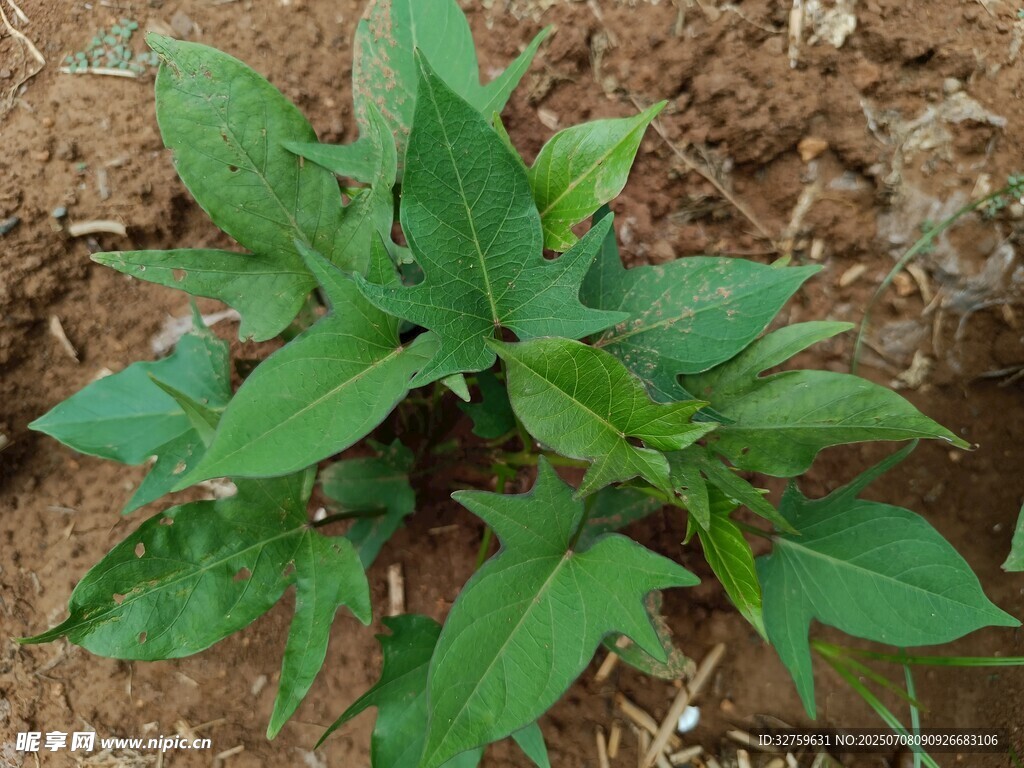 嫩绿植物生长于泥土中