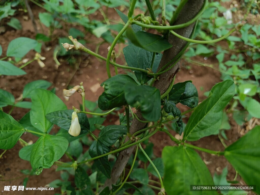 藤蔓植物特写