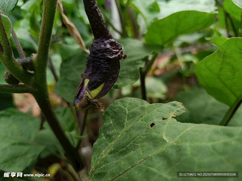 茄子植株上的紫色茄子