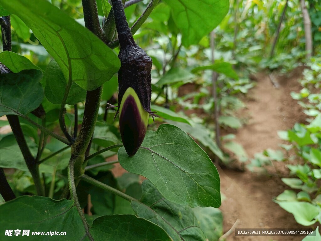 田间生长的紫茄子