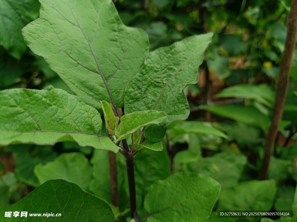 嫩绿叶片的蓬勃植物