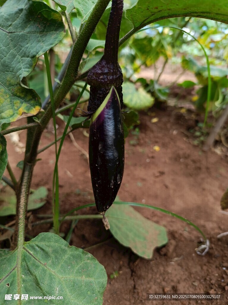 田间生长的紫茄子