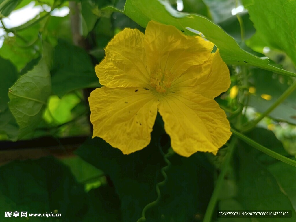 黄色丝瓜花绽放