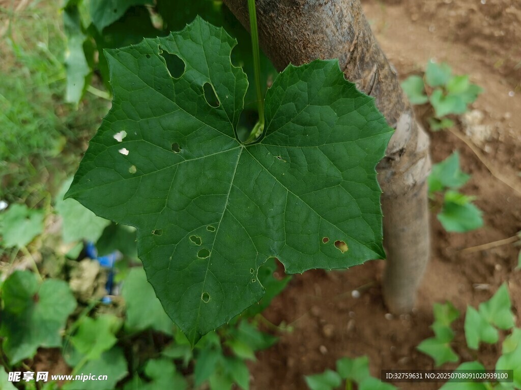 大叶片植物特写