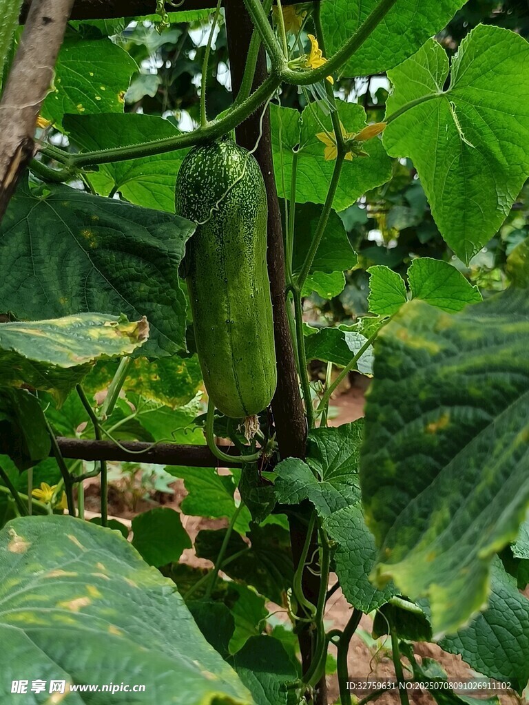藤蔓上的鲜嫩黄瓜