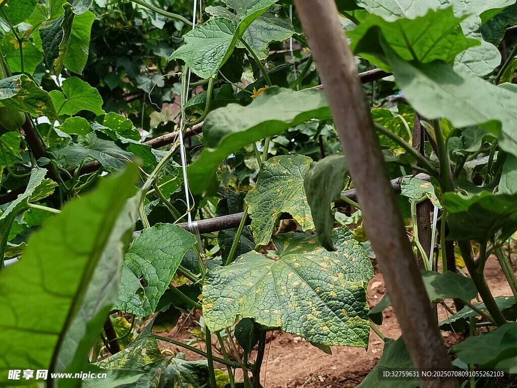 繁茂的绿色植物景观
