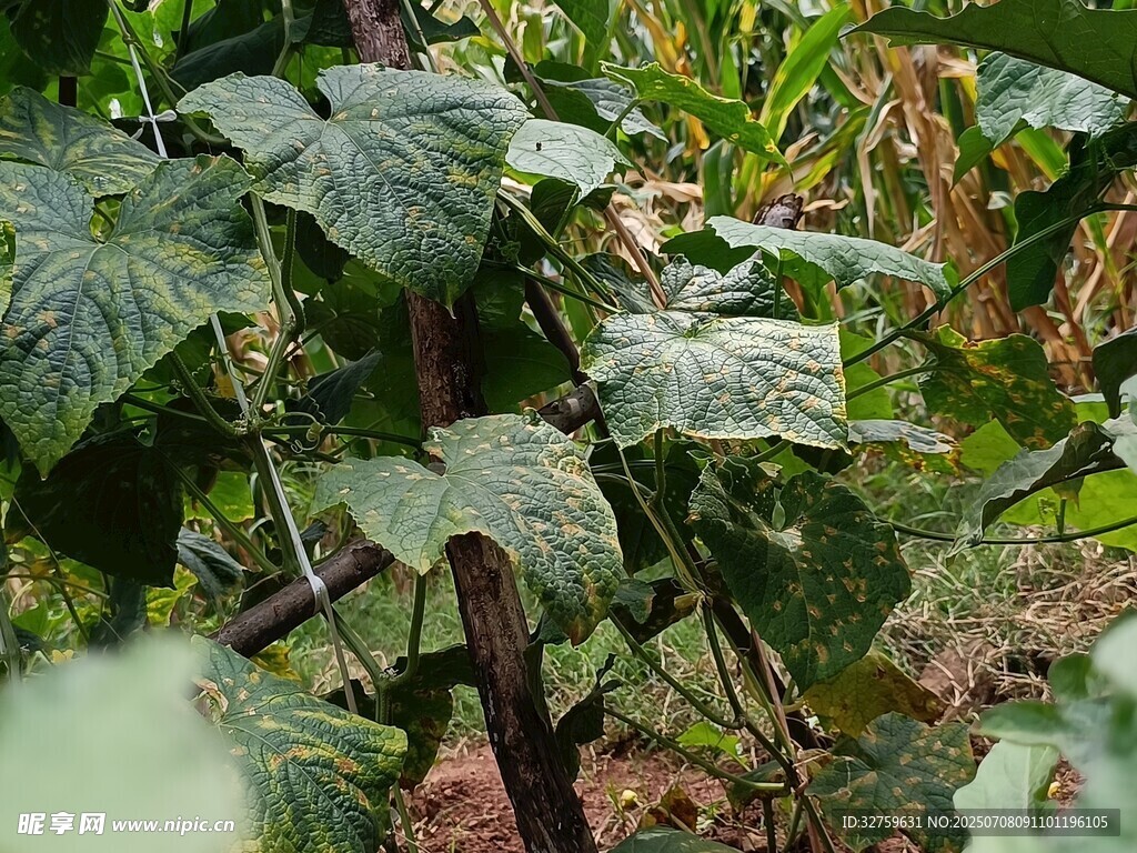 繁茂的绿色瓜藤植物