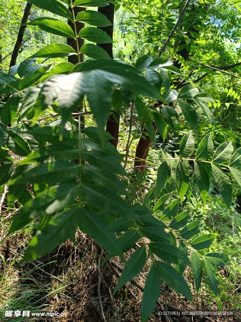绿叶丛中的白色花朵