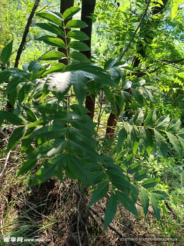 绿叶繁茂的植物景观