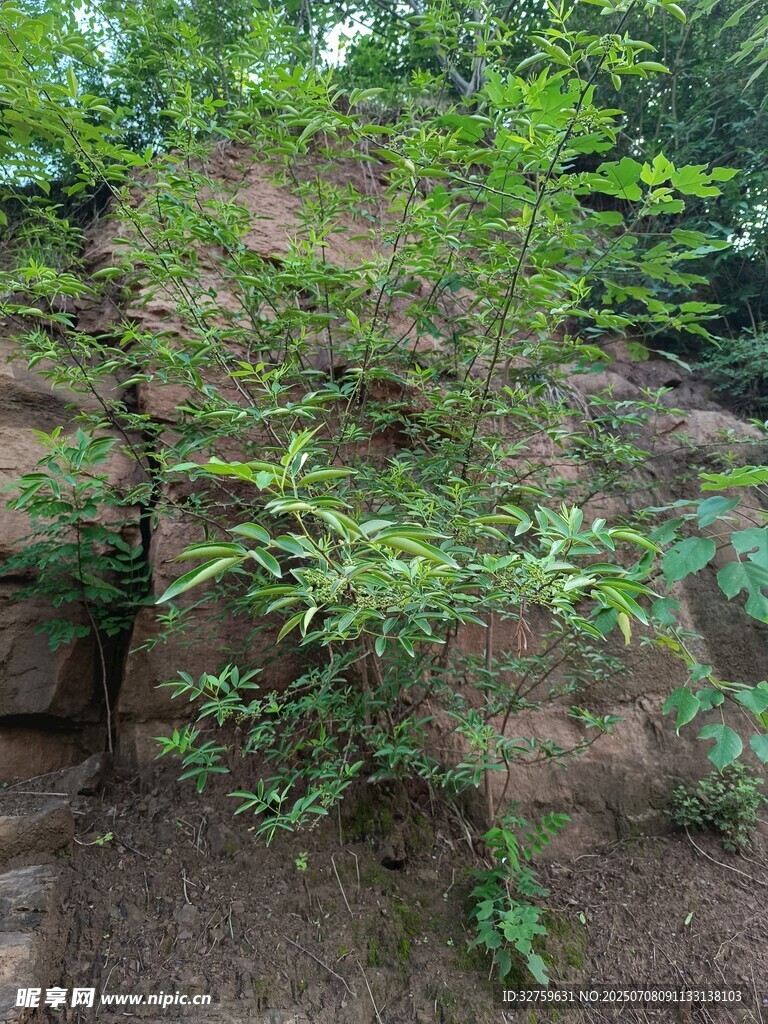 山林间的繁茂绿植