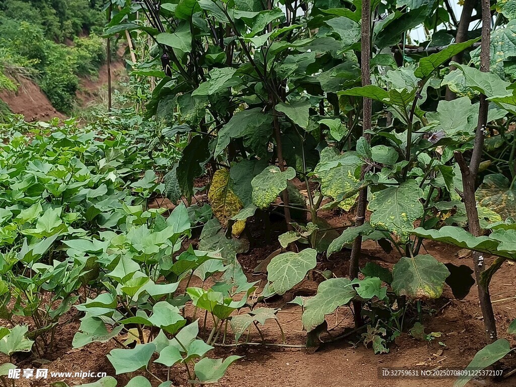 繁茂的绿色植物景观