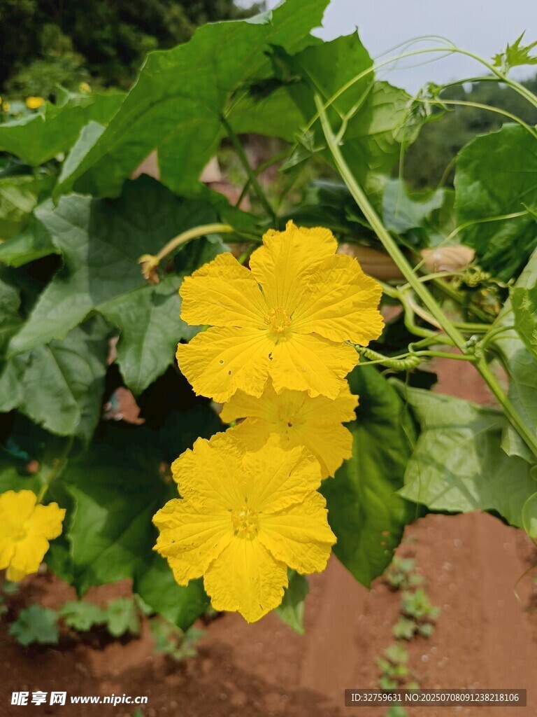 盛开的黄色丝瓜花