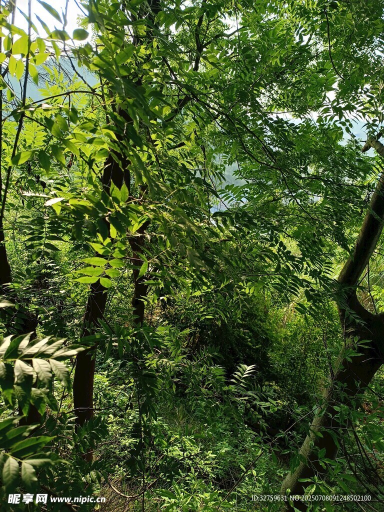 茂密山林绿意盎然