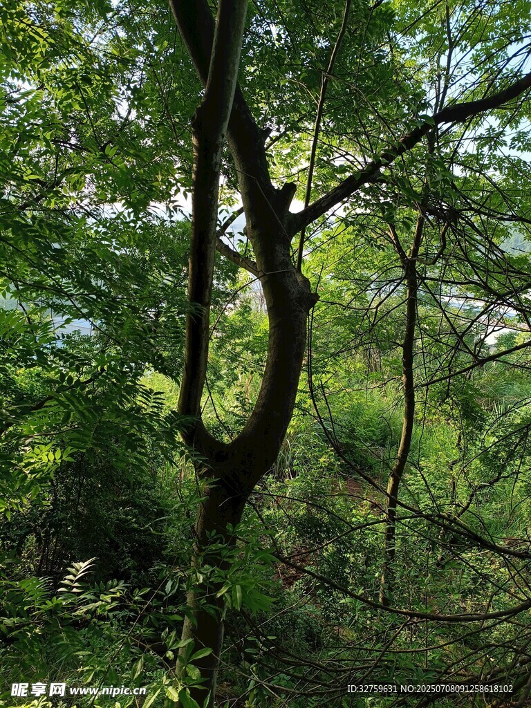 茂密丛林中的弯曲树木