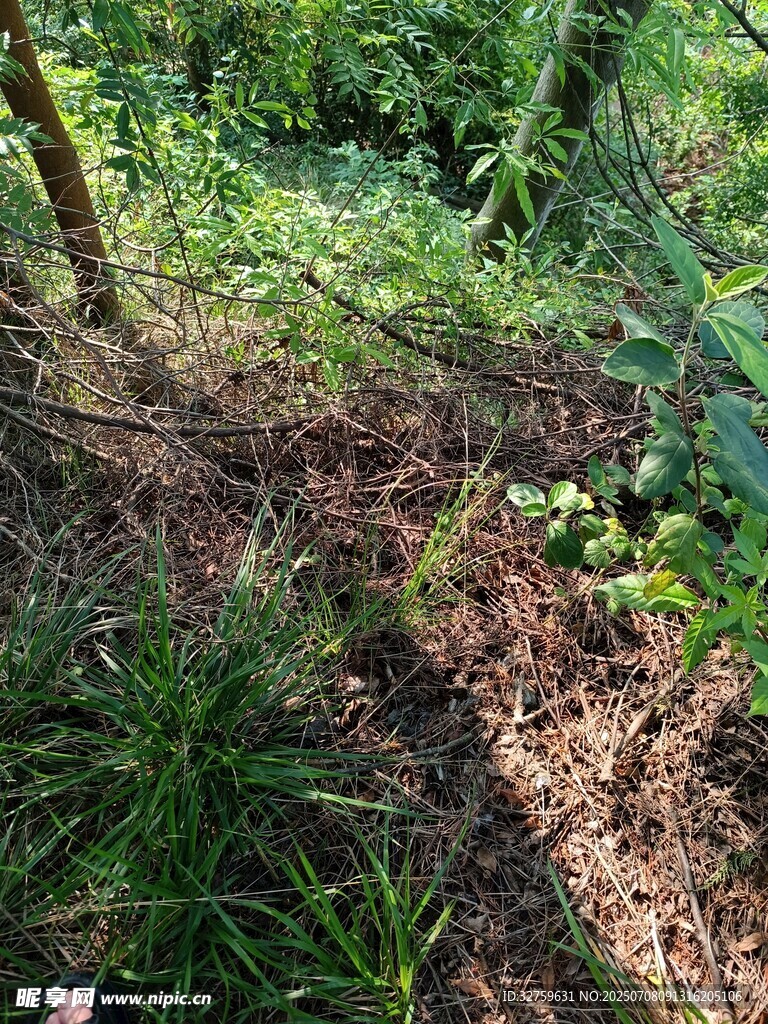 野外杂草丛生的地面场景