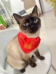 戴红巾的可爱暹罗猫