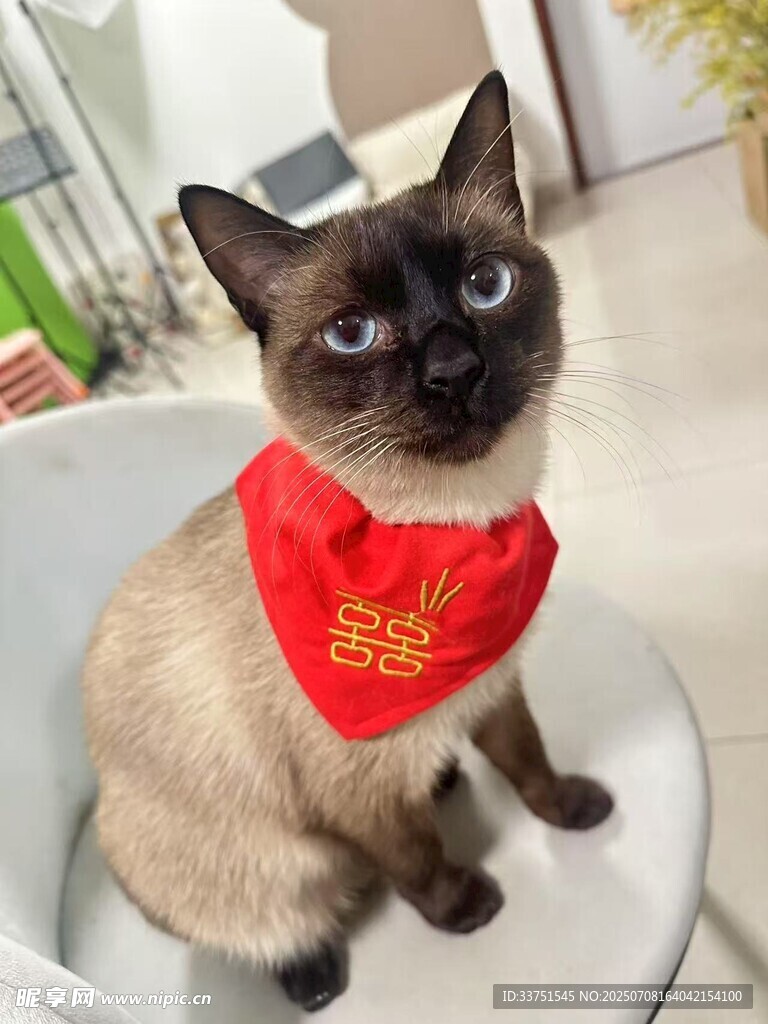 戴红巾的可爱暹罗猫
