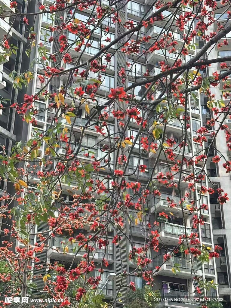 枝头红果映高楼  木棉花