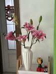 插花  花瓶  高雅艺术