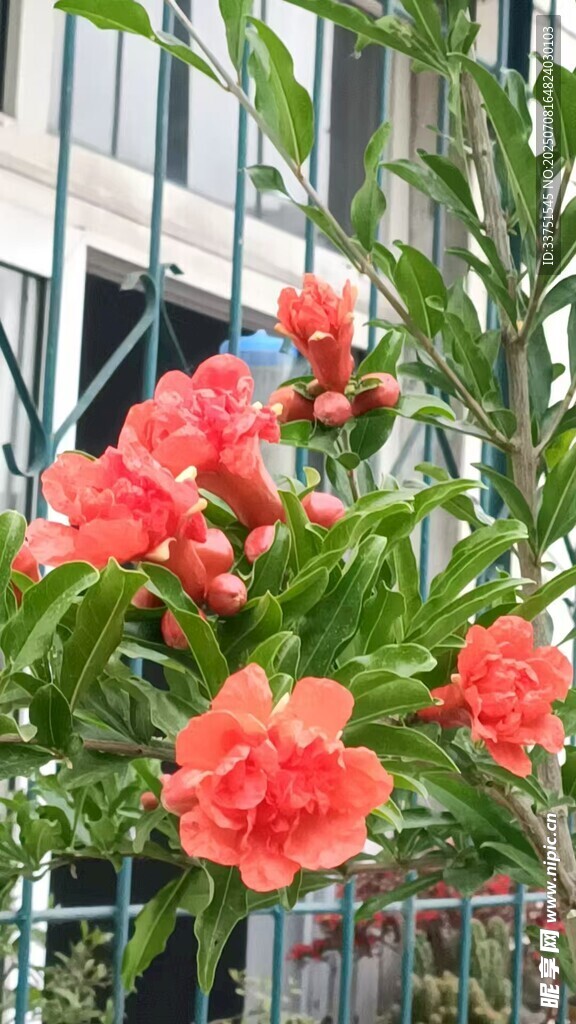 娇艳盛开的红色石榴花