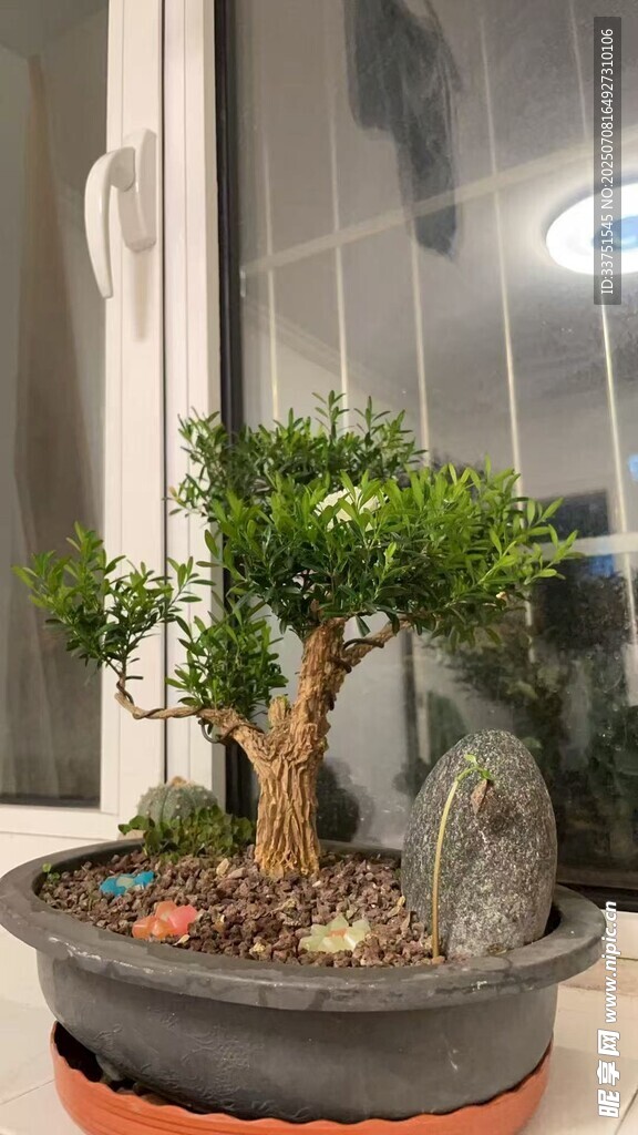 盆景 尽显自然韵味 雀舌黄杨